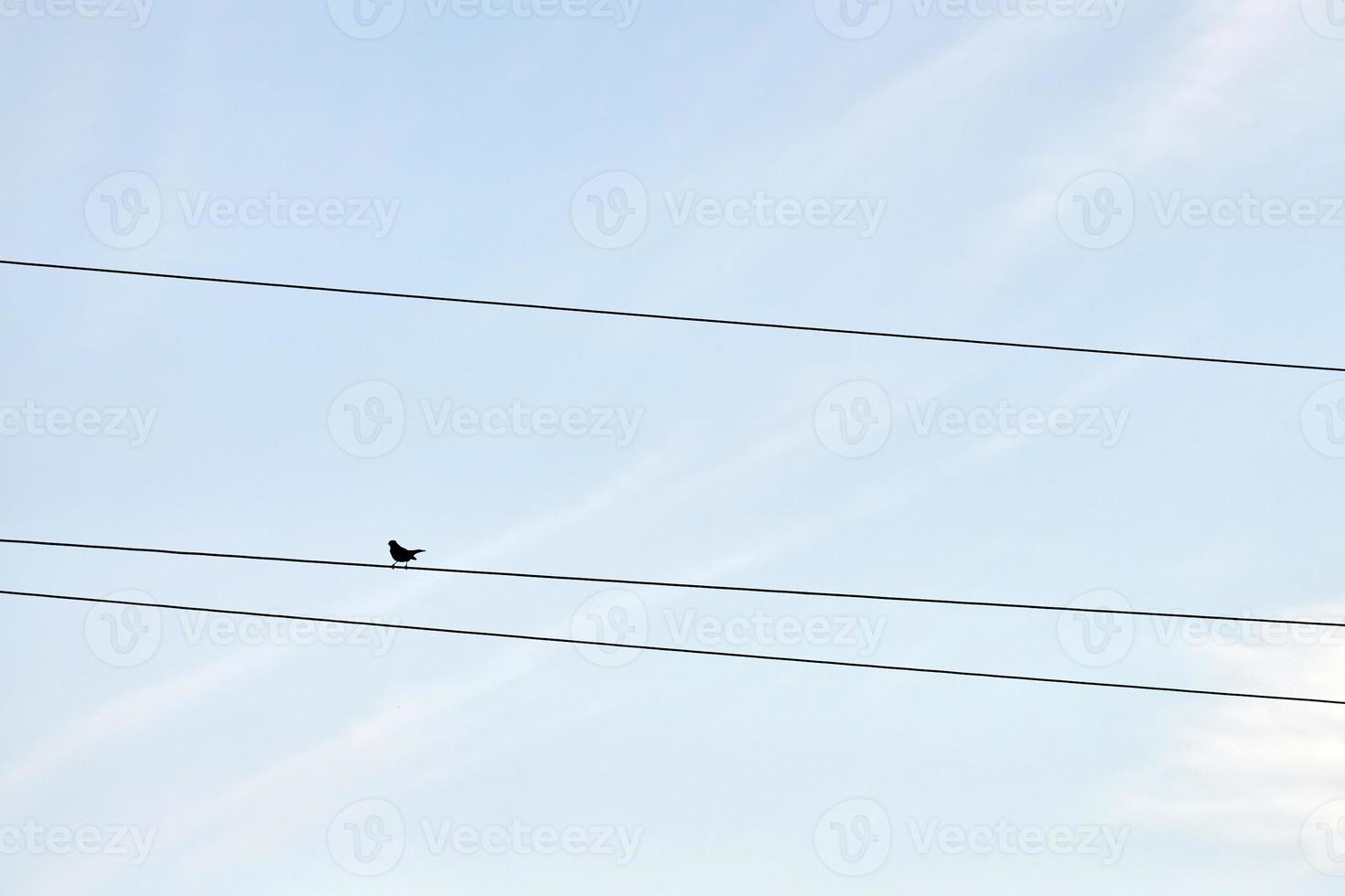 One alone bird on wire photo
