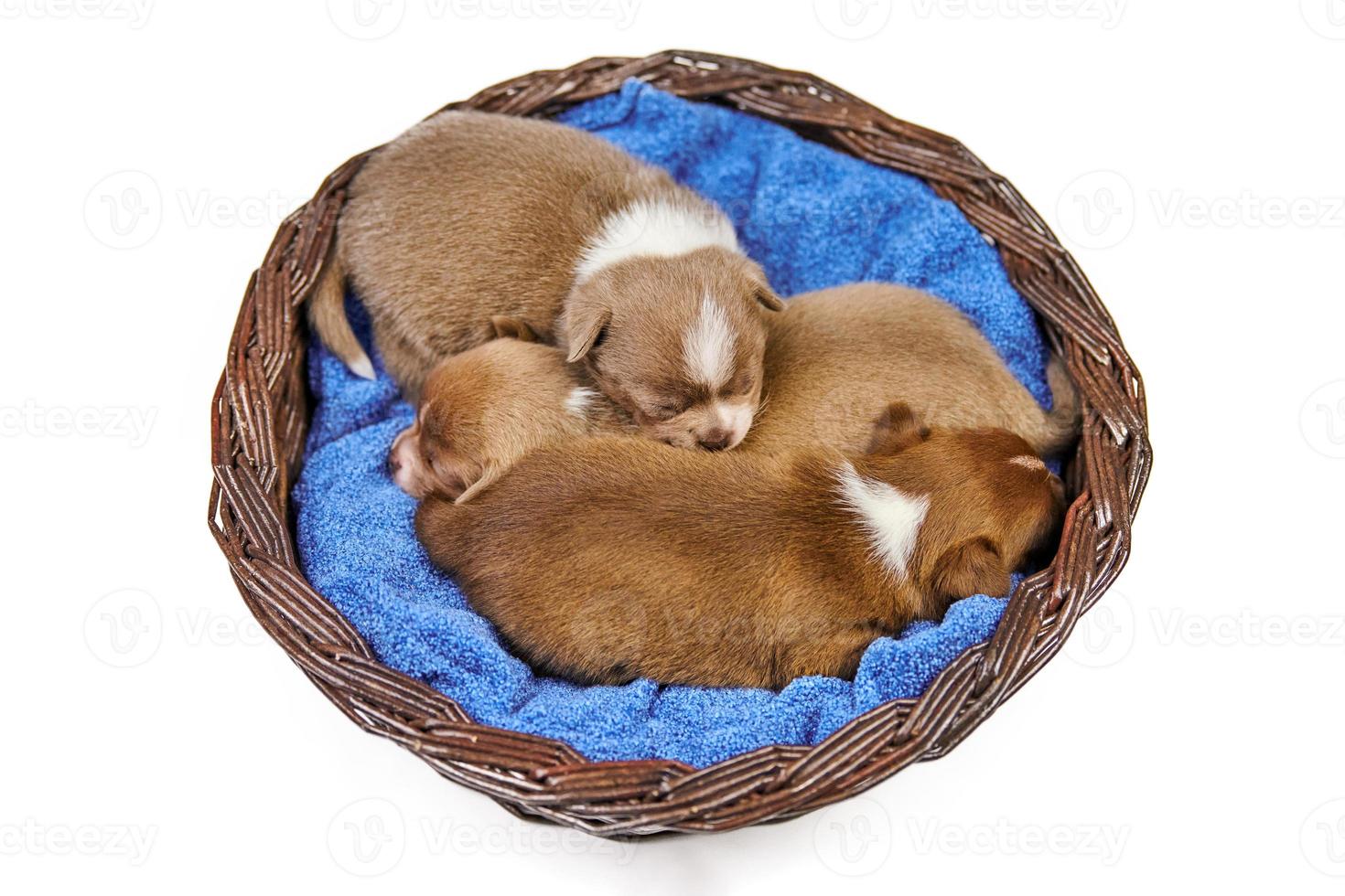 cachorros chihuahua durmiendo en canasta. foto