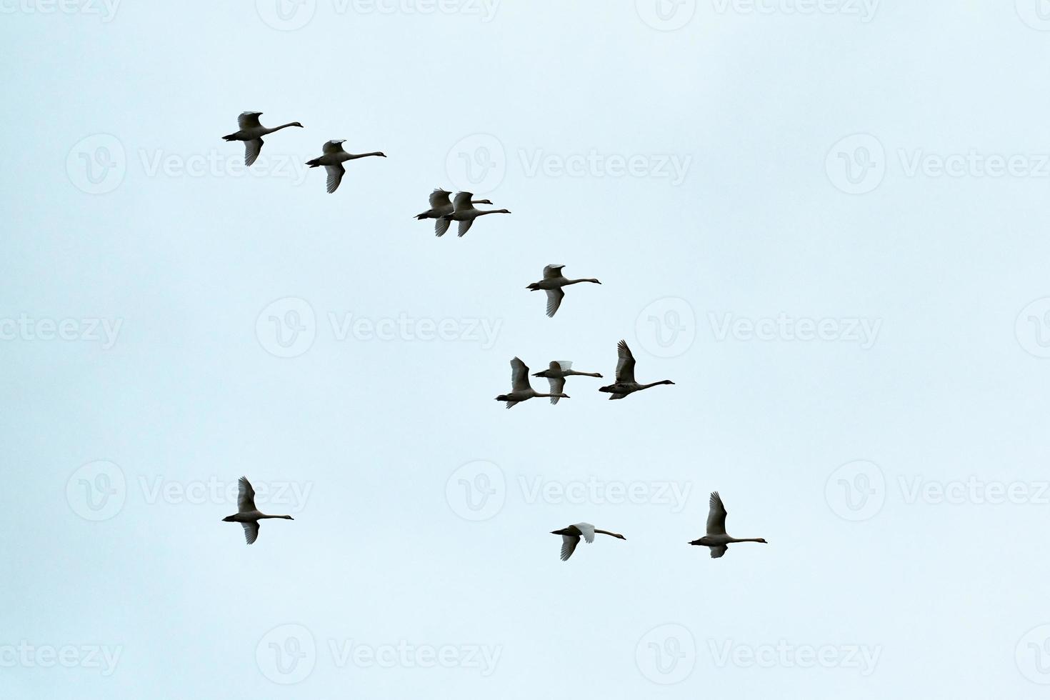 Flock of birds, swans flying in blue sky in V-formation photo