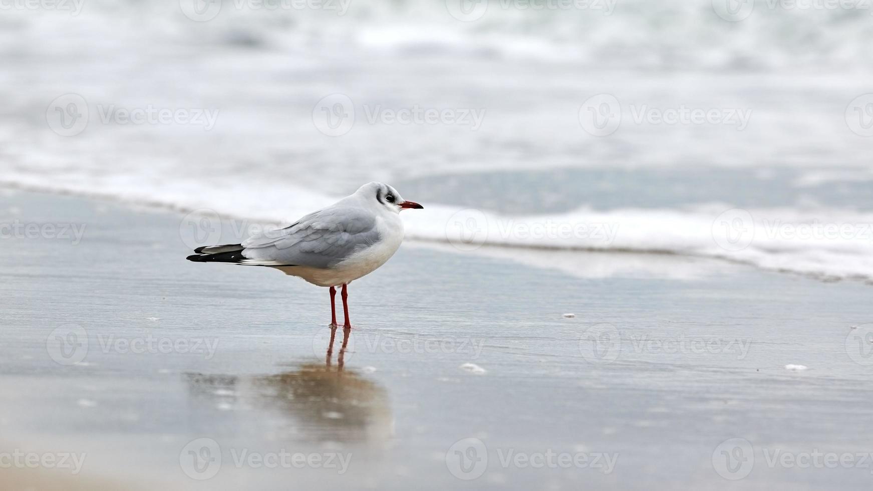 gaviota de cabeza negra en el fondo de la playa, el mar y la arena foto