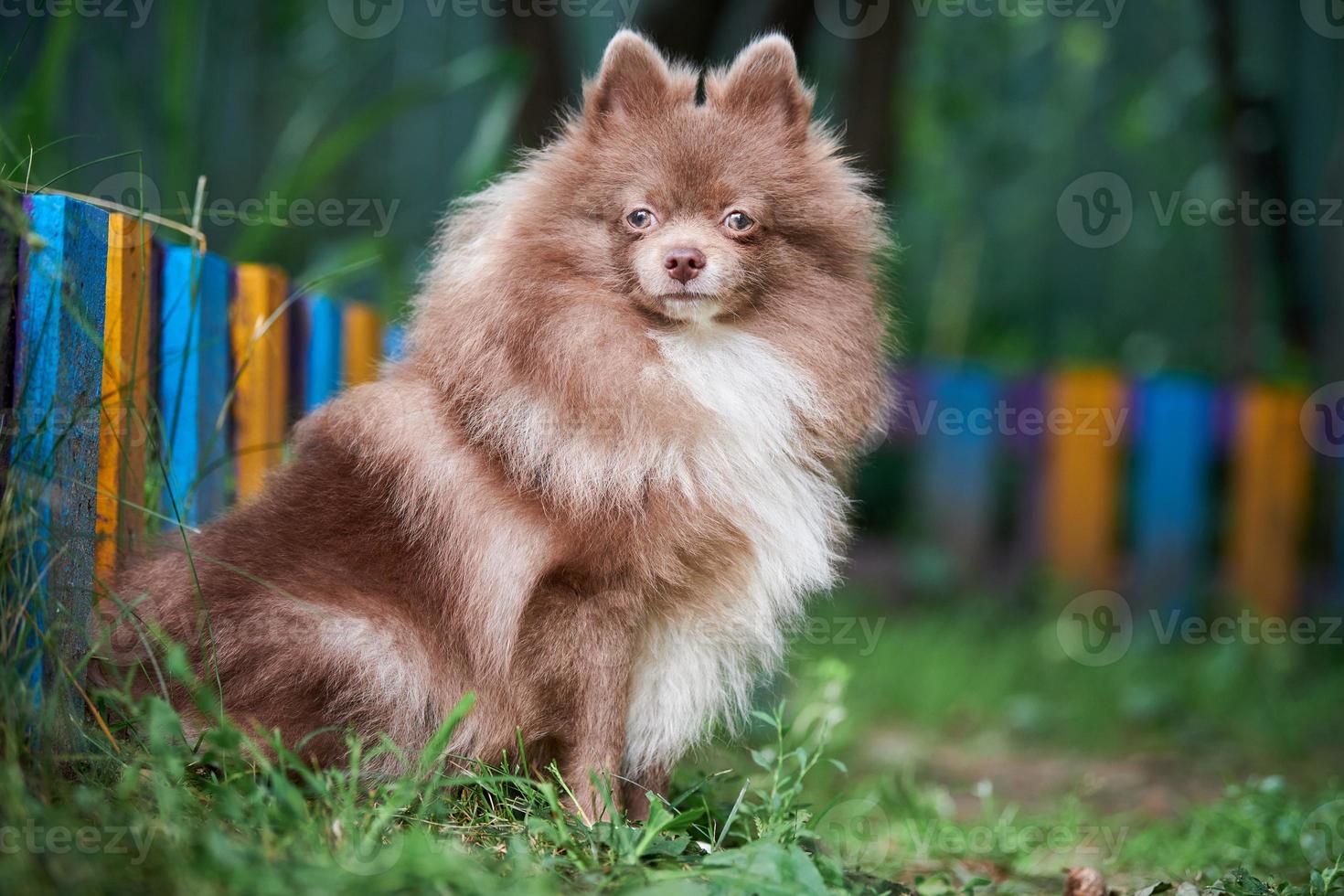 perro pomerania spitz en el jardín foto