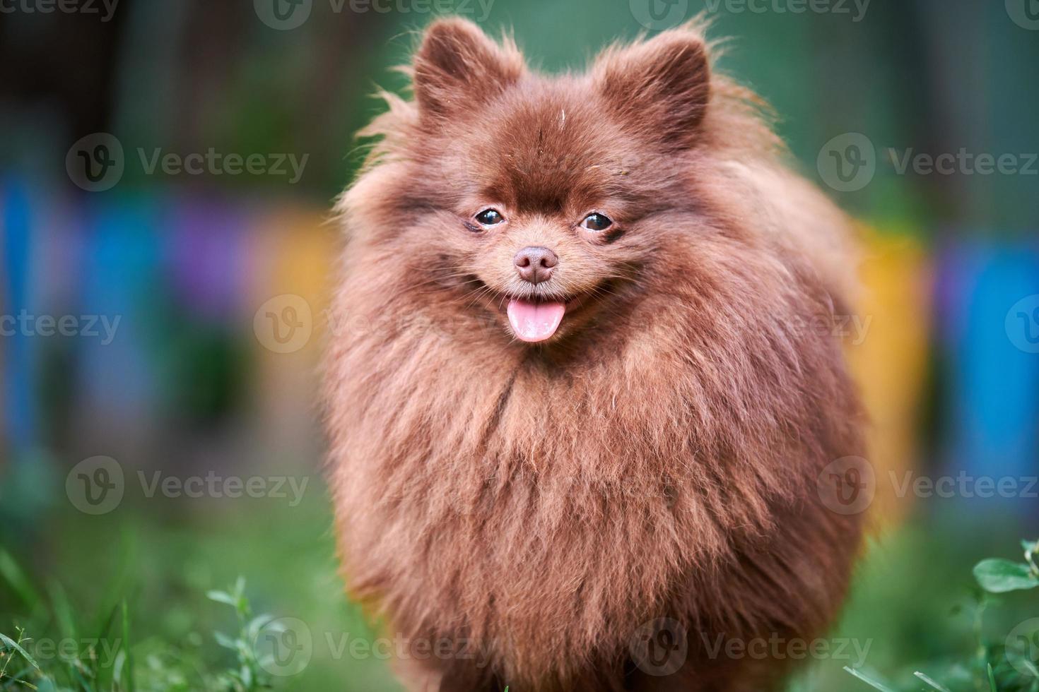 perro marrón pomeranian spitz en el jardín foto