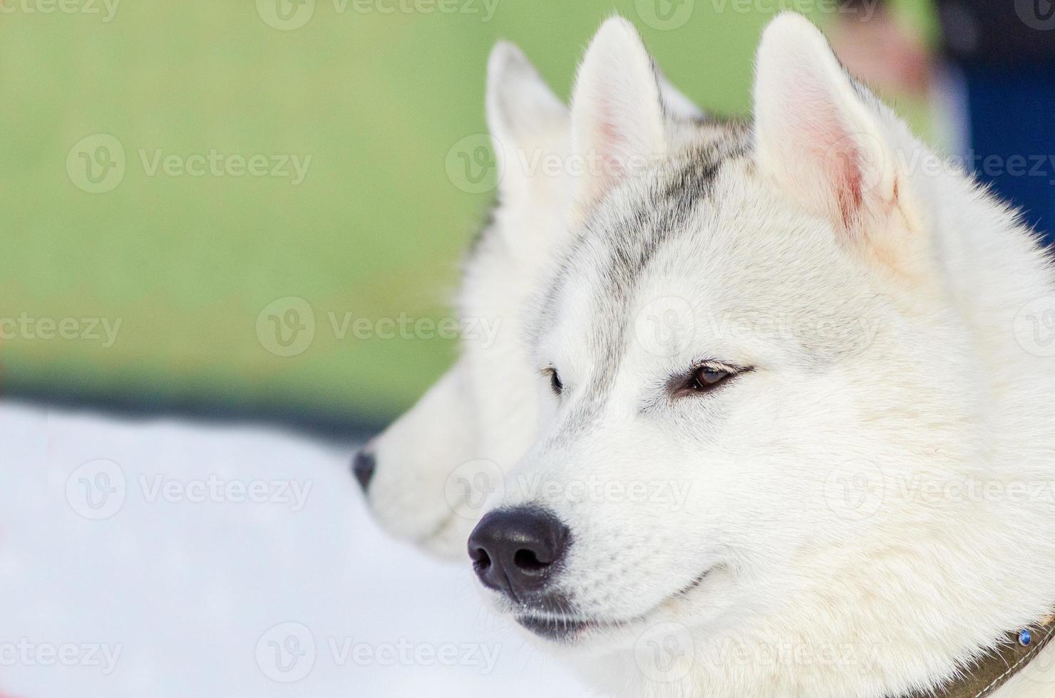 Siberian husky dog close up outdoor face portrait. Sled dogs race training in cold snow weather. Strong, cute and fast purebred dog for teamwork with sleigh. photo