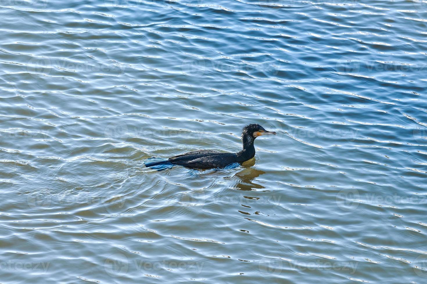 Great cormorant floating on blue water, Phalacrocorax carbo photo