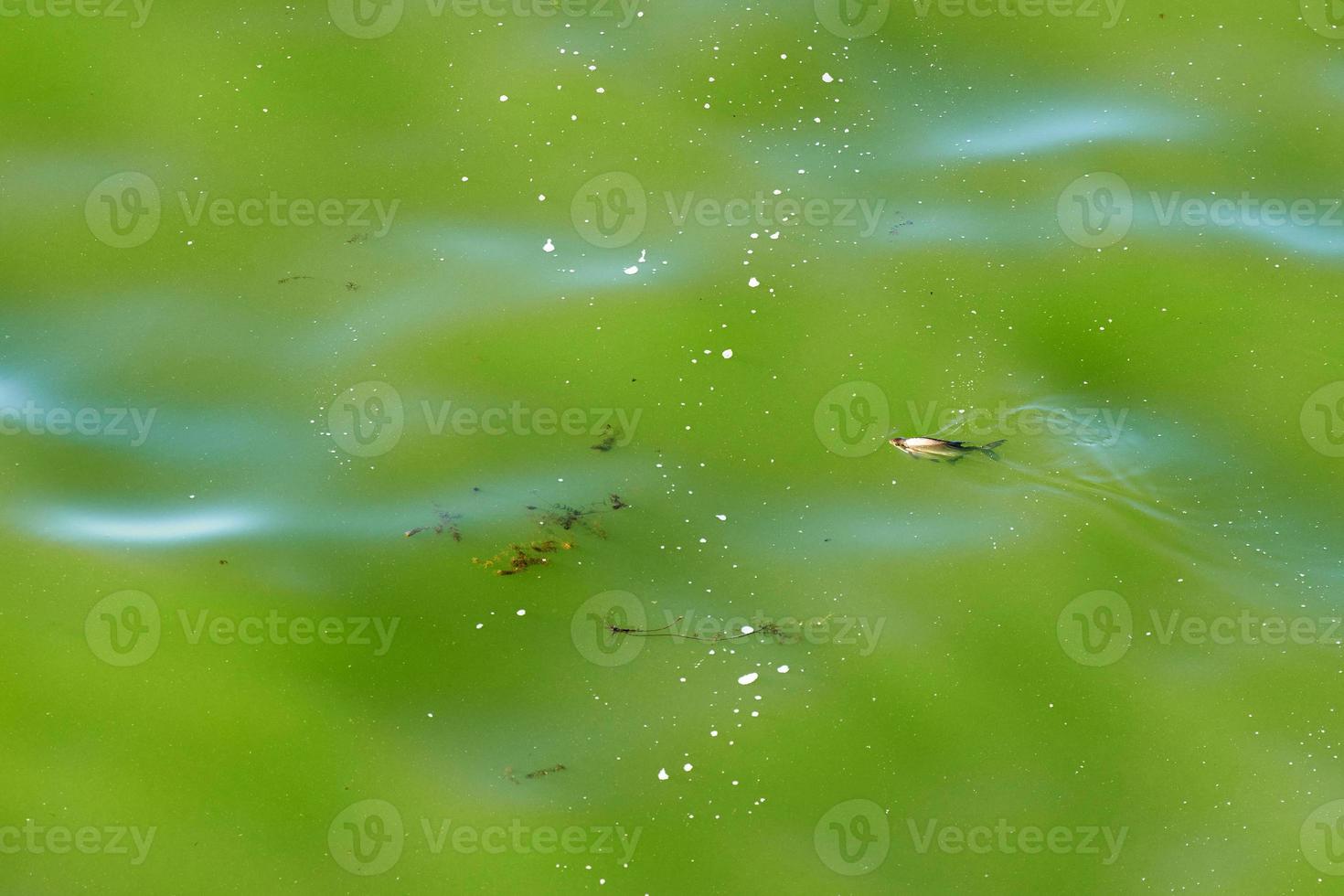 Fish tapeworm on surface of dirty green lake photo