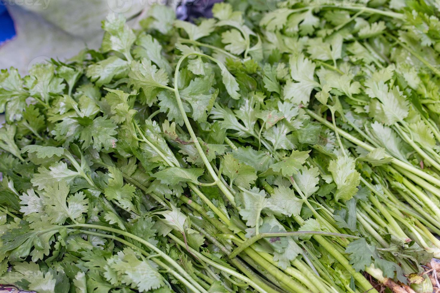 bunch of fresh Cilantro, on a gray wooden table, close-up, top view photo