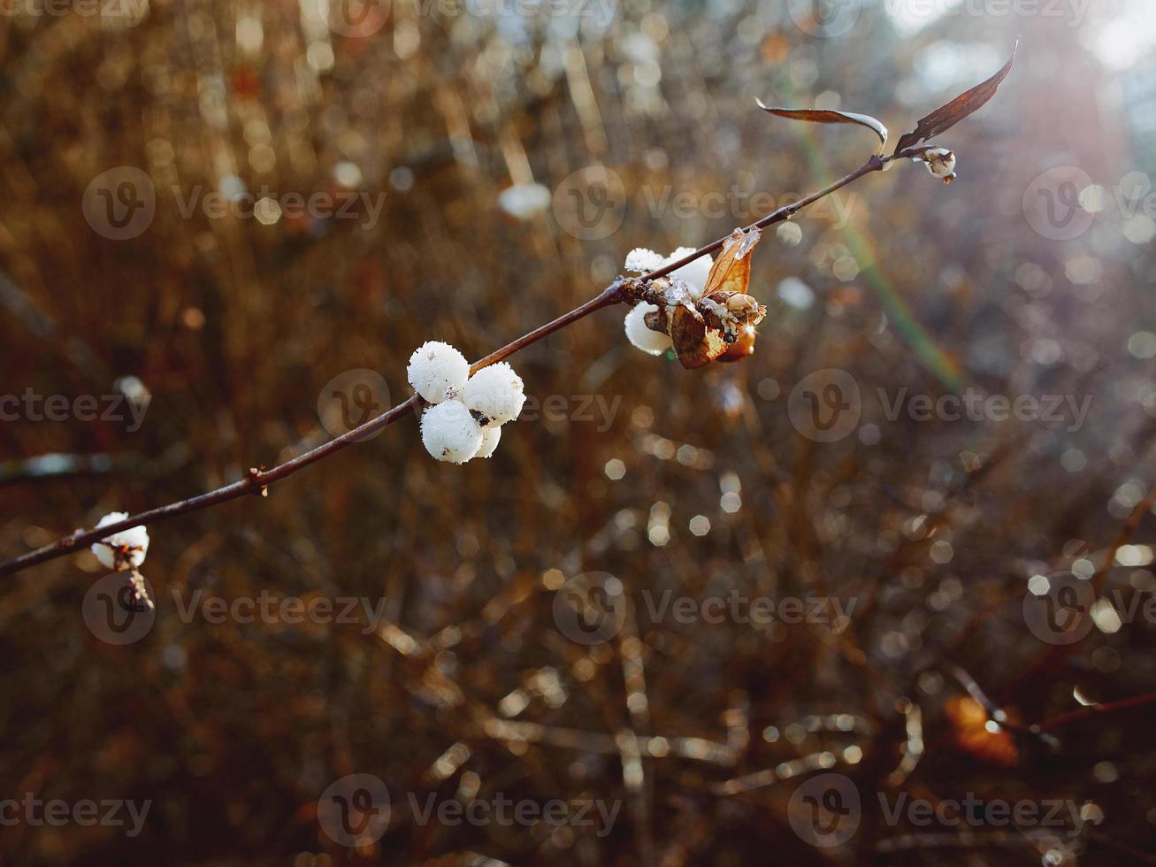 frozen white berries in winter snowy day photo