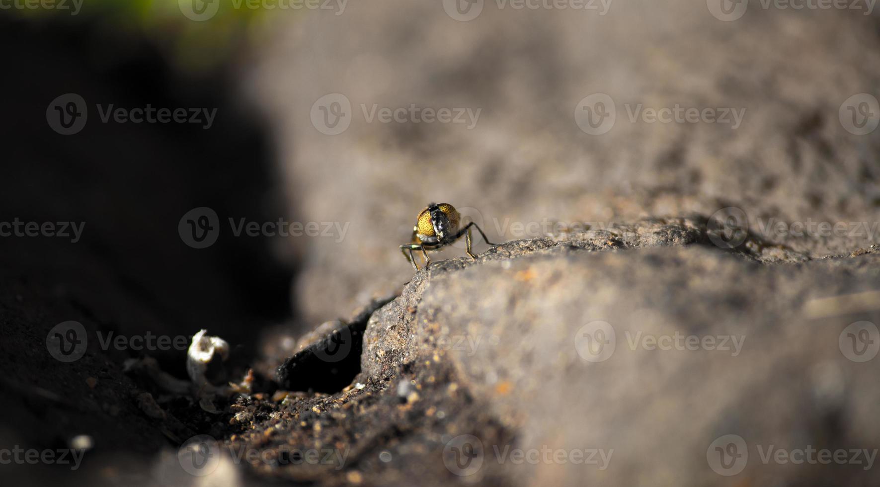 Fly with Yellow eyes photo