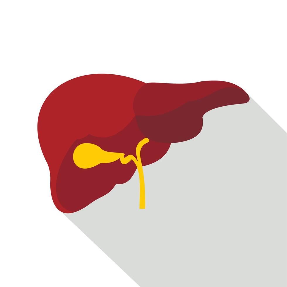 Liver icon, flat style vector