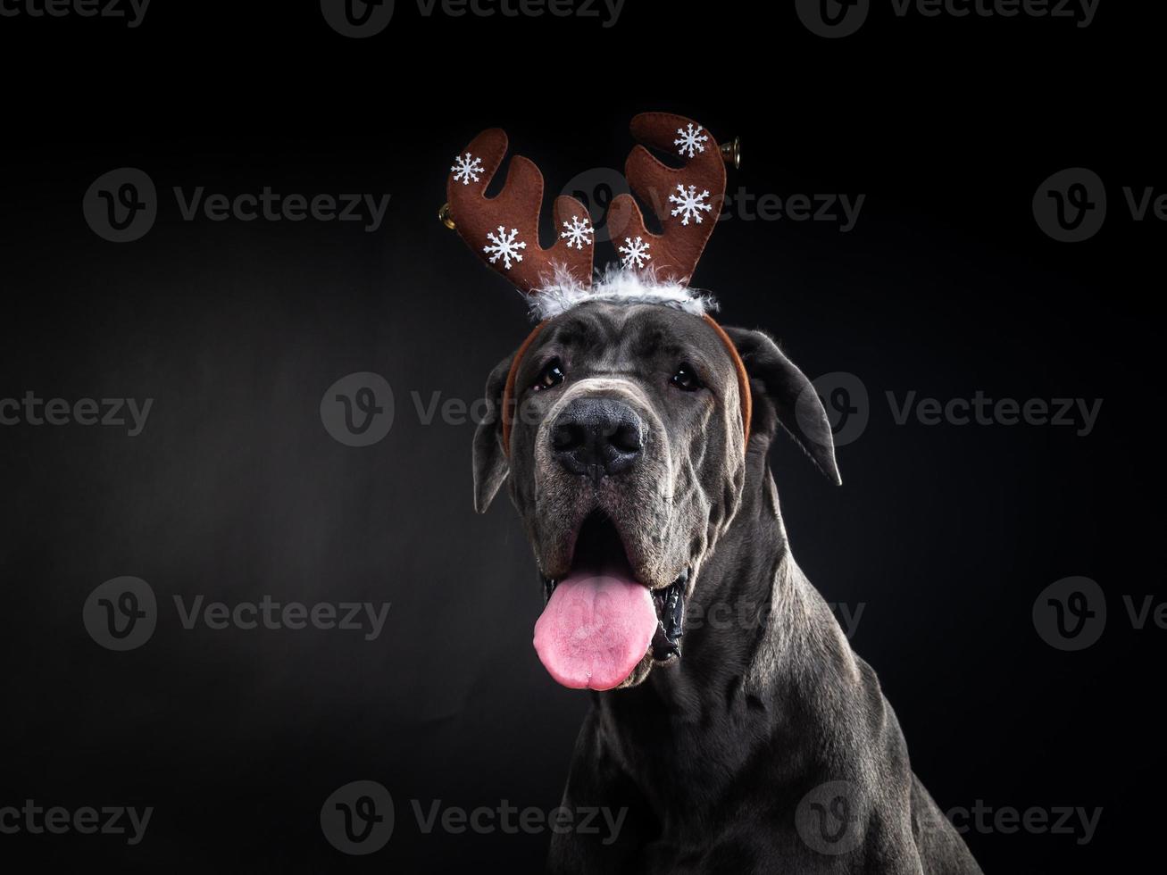 retrato de un perro de pura sangre con un sombrero de asta de ciervo, resaltado en un fondo negro. foto