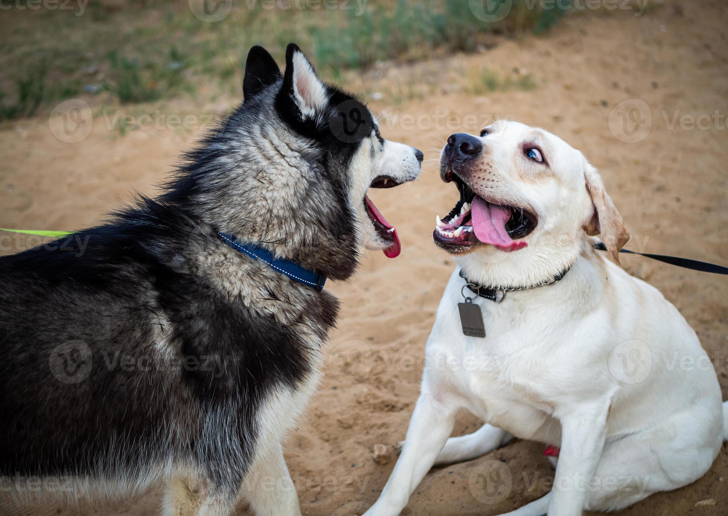 A friendly walk of a dark Husky and a white Labrador. 14673333 Stock