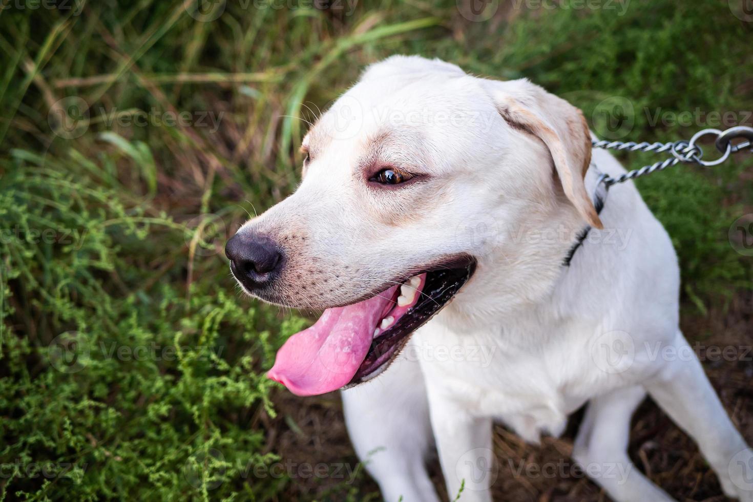 A white Labrador walking in a summer field. photo