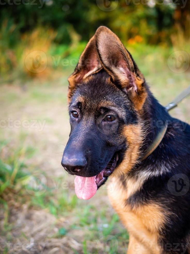 retrato de un cachorro de pastor alemán. foto