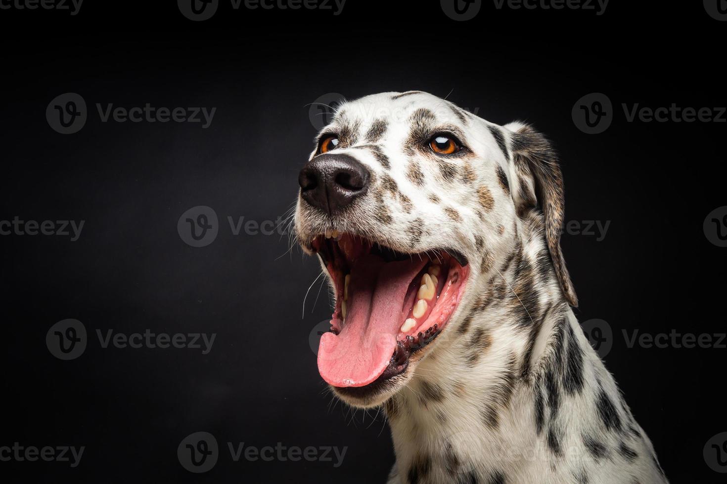 Portrait of a Dalmatian dog, on an isolated black background. photo