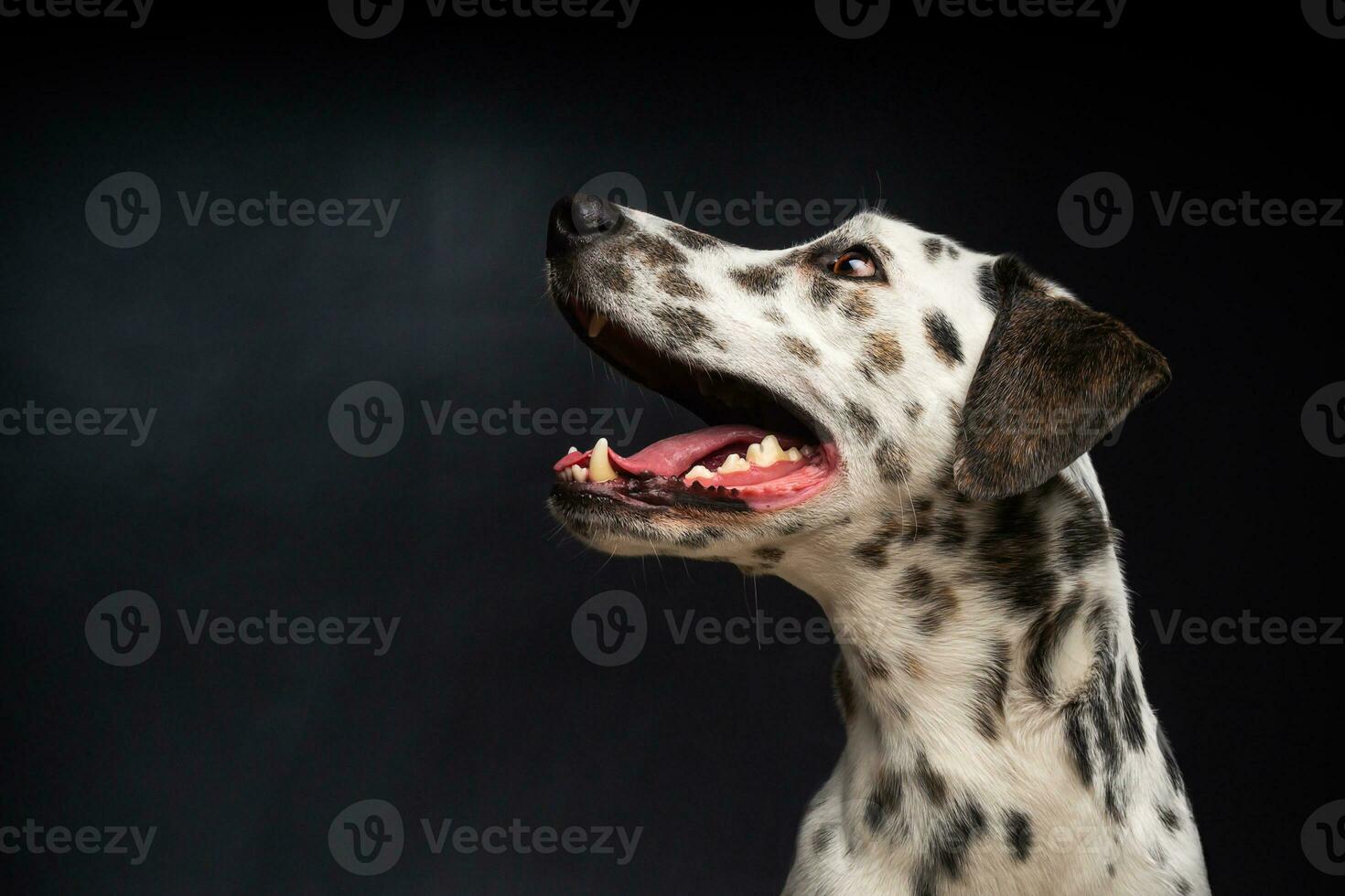 Portrait of a Dalmatian dog, on an isolated black background. photo