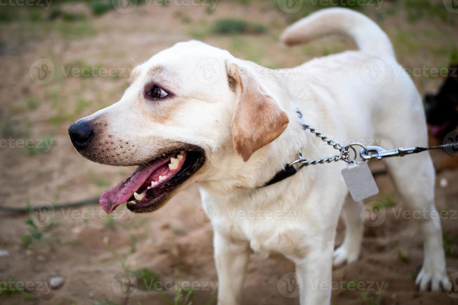 Portrait of a Labrador puppy photo