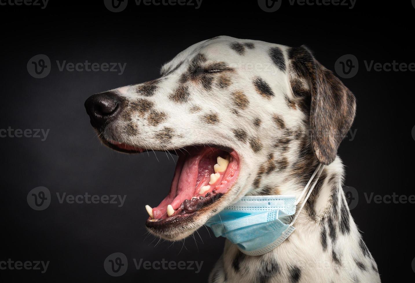 Portrait of a Dalmatian breed dog in a protective medical mask, on a black background. photo