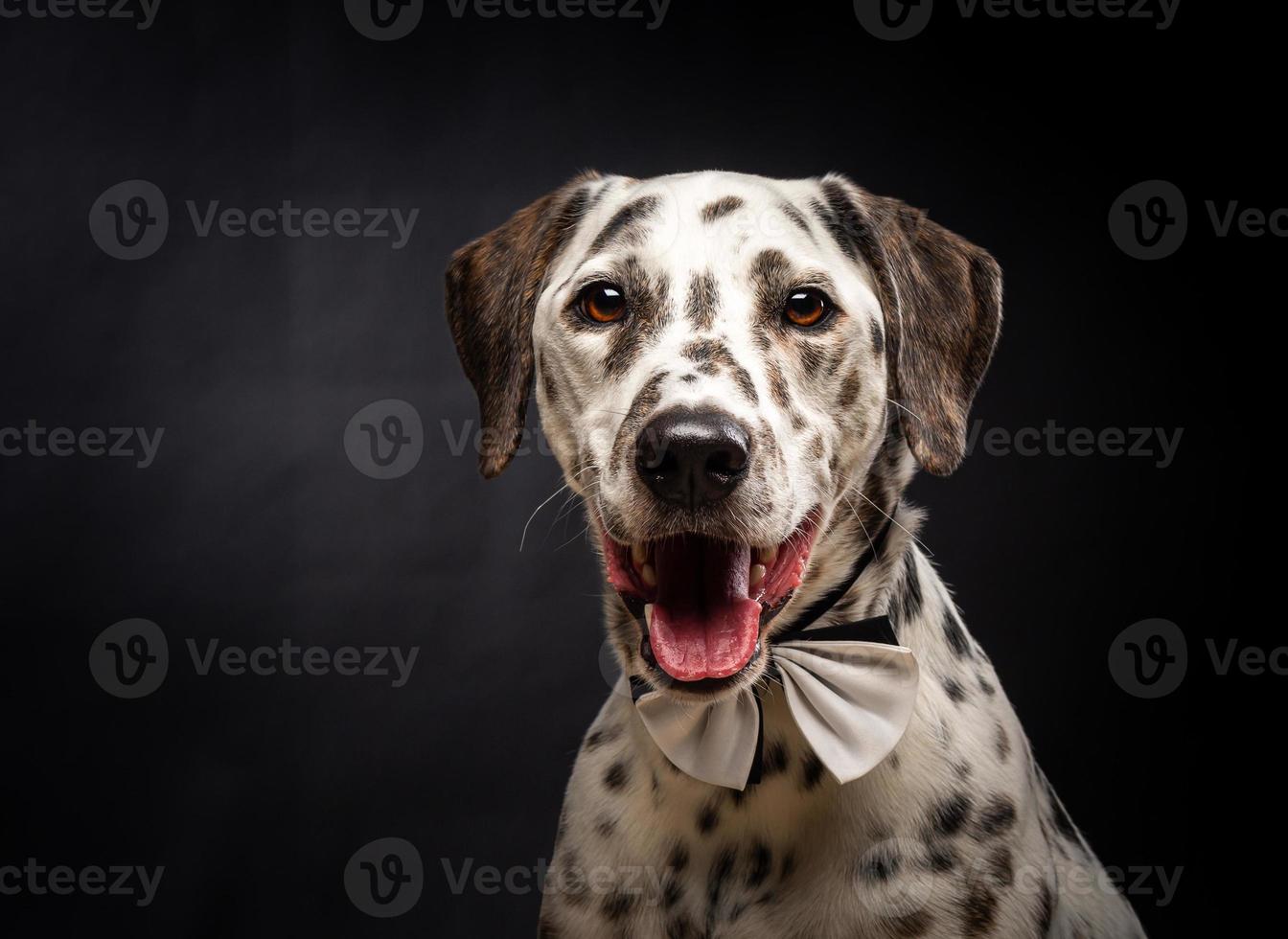 Portrait of a Dalmatian dog, on an isolated black background. photo