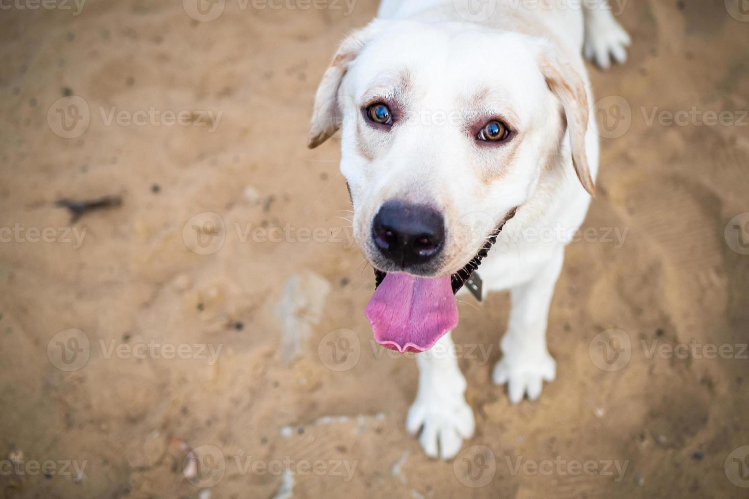 A white Labrador walking in a summer field. photo