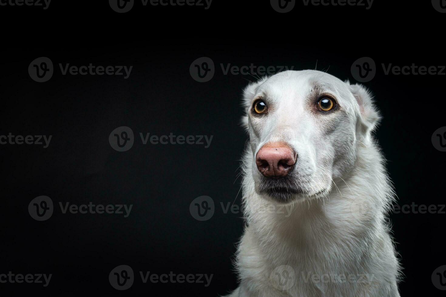 Portrait of a white dog, on an isolated black background. photo