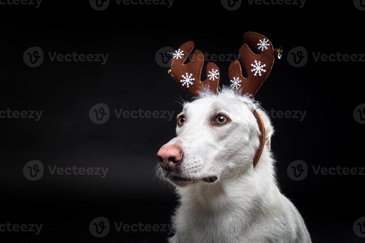 Portrait of a thoroughbred dog in a deer antler hat, highlighted on a black background. photo