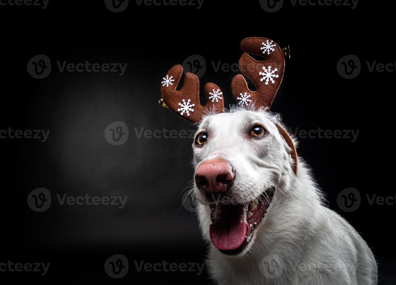 Portrait of a thoroughbred dog in a deer antler hat, highlighted on a black background. photo