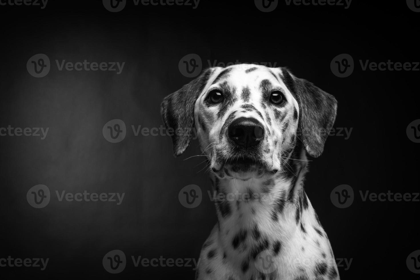 Portrait of a Dalmatian dog, on an isolated black background. photo