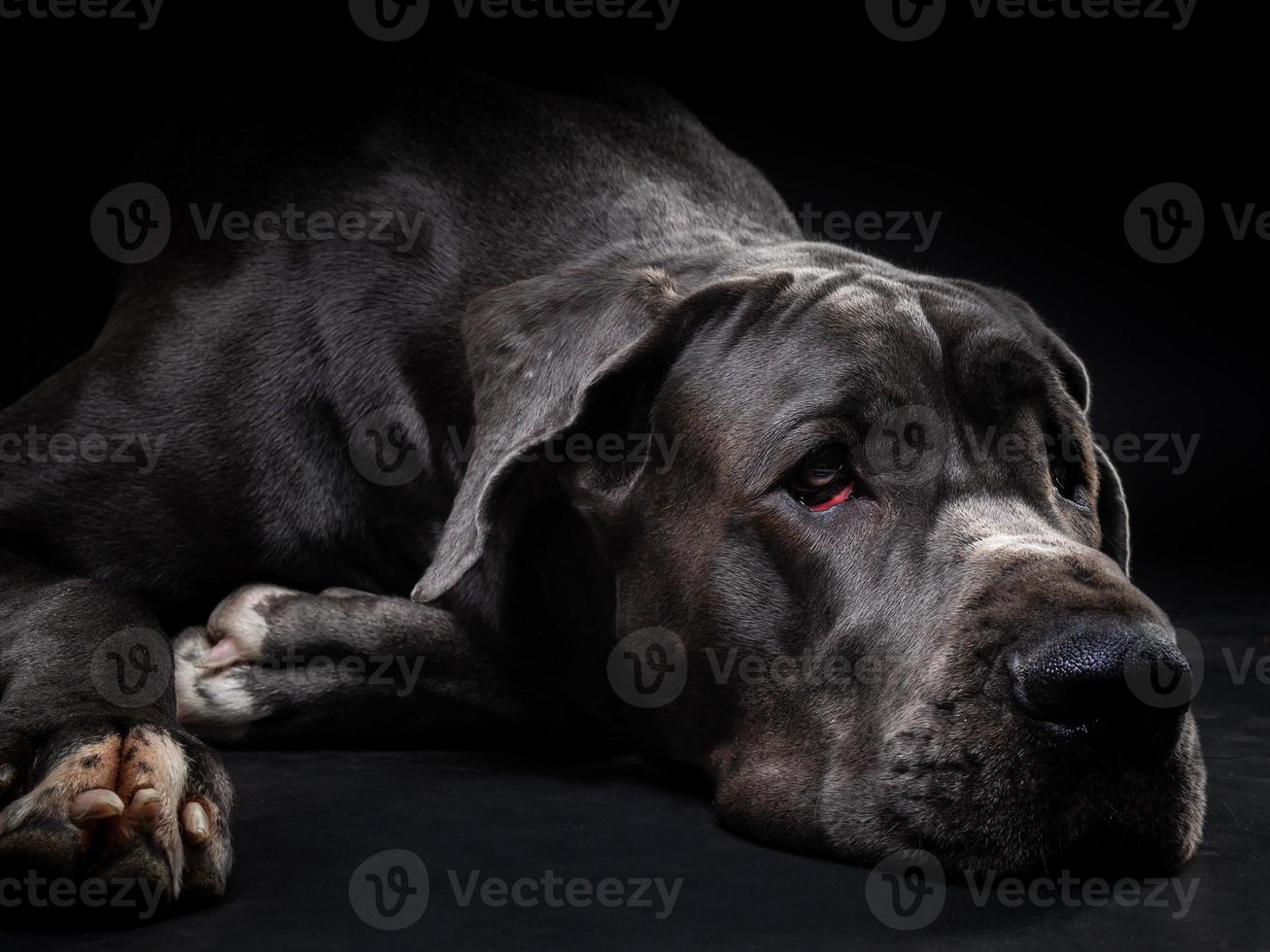 retrato de un gran perro danés, sobre un fondo negro aislado. foto