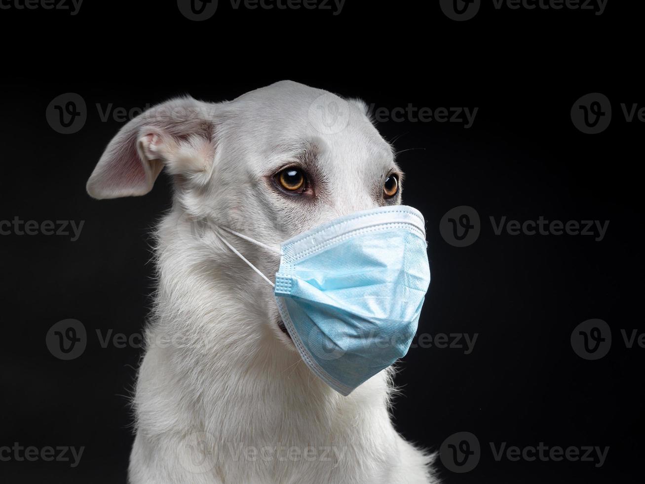 retrato de un perro blanco con una máscara médica protectora sobre un fondo negro. foto