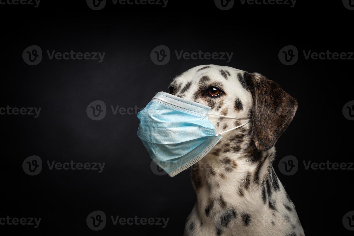 retrato de un perro de raza dálmata con una máscara médica protectora, sobre un fondo negro. foto