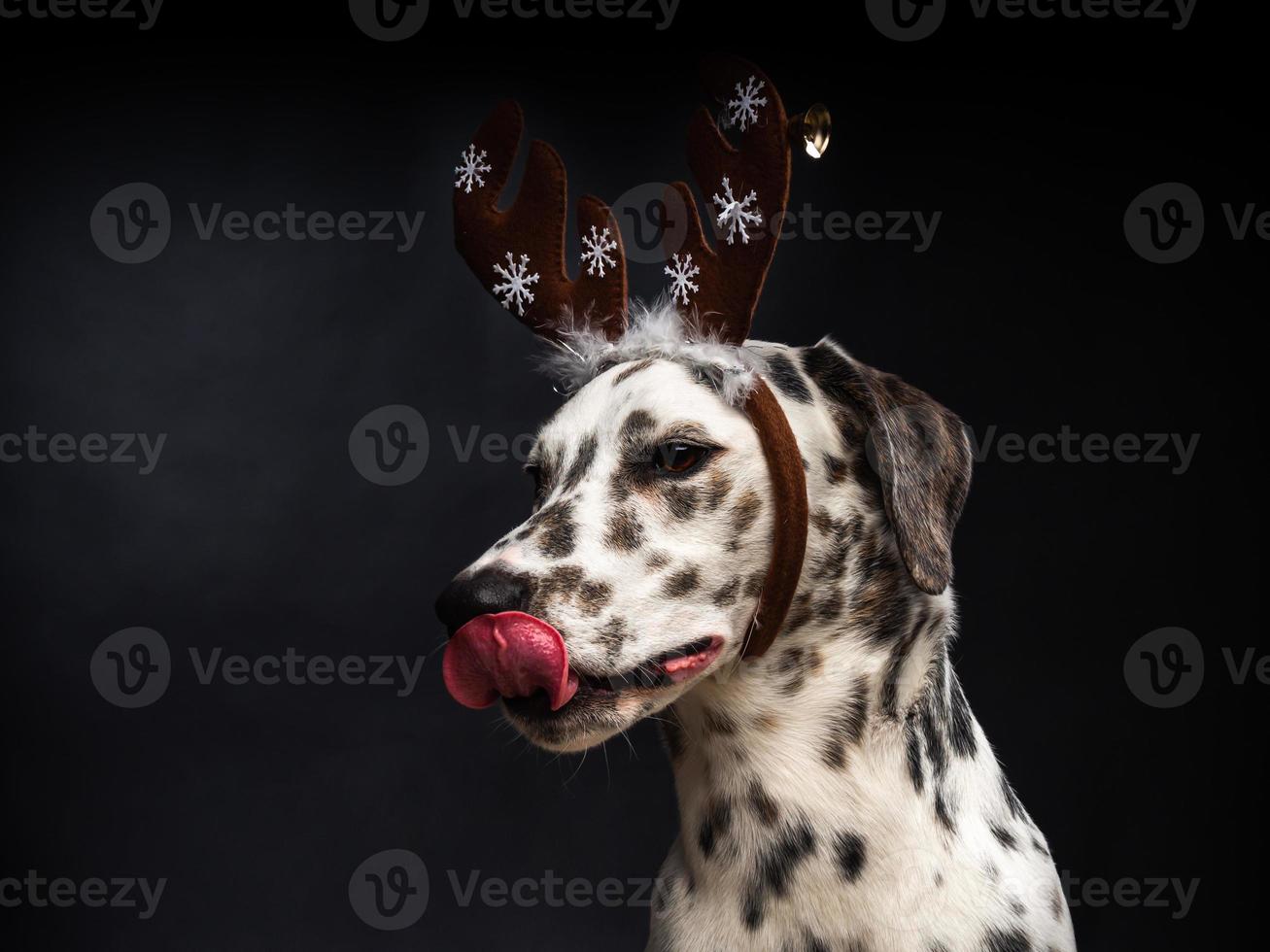 Portrait of a Dalmatian dog in a Santa Claus hat, highlighted on a black background. photo