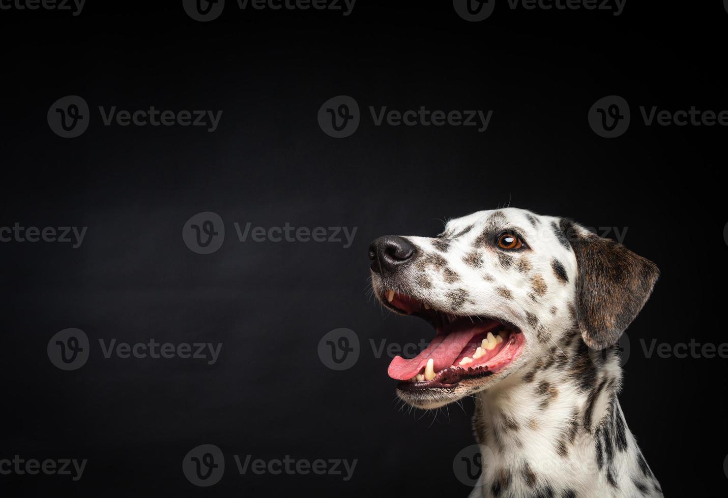 Portrait of a Dalmatian dog, on an isolated black background. photo