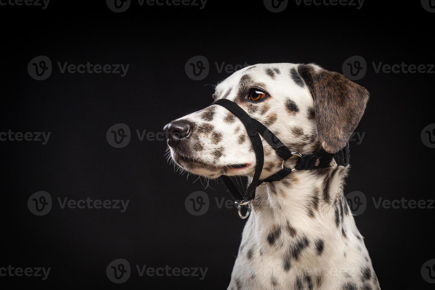 Portrait of a Dalmatian dog, on an isolated black background. photo