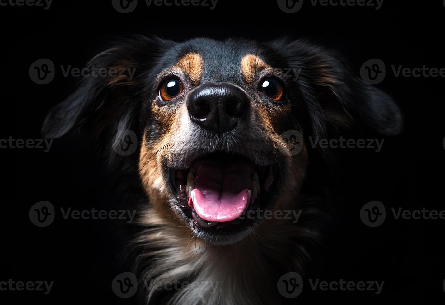 retrato, de, border collie, aislado, en, fondo negro foto