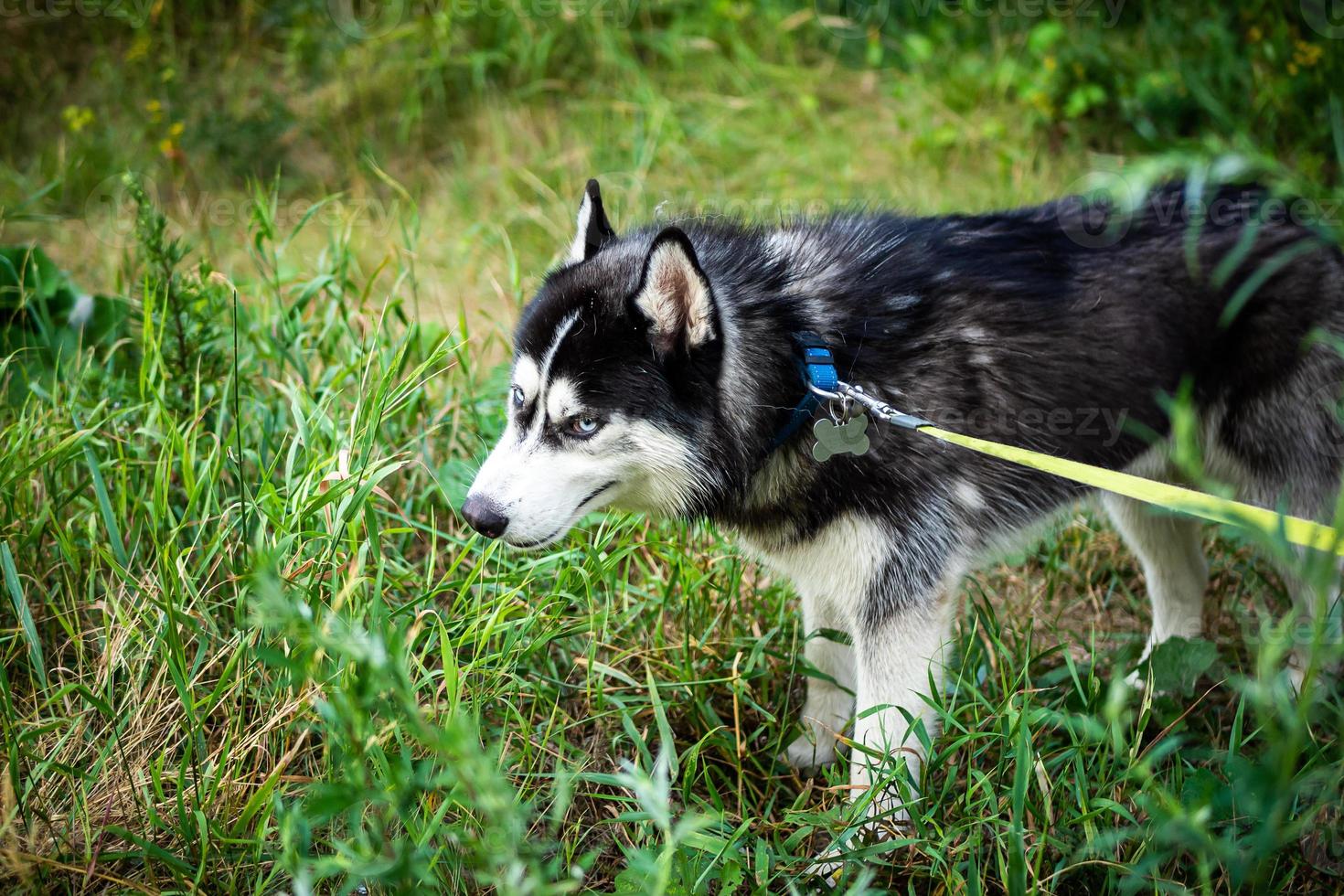 A black and white Siberian husky walking on a summer field. photo