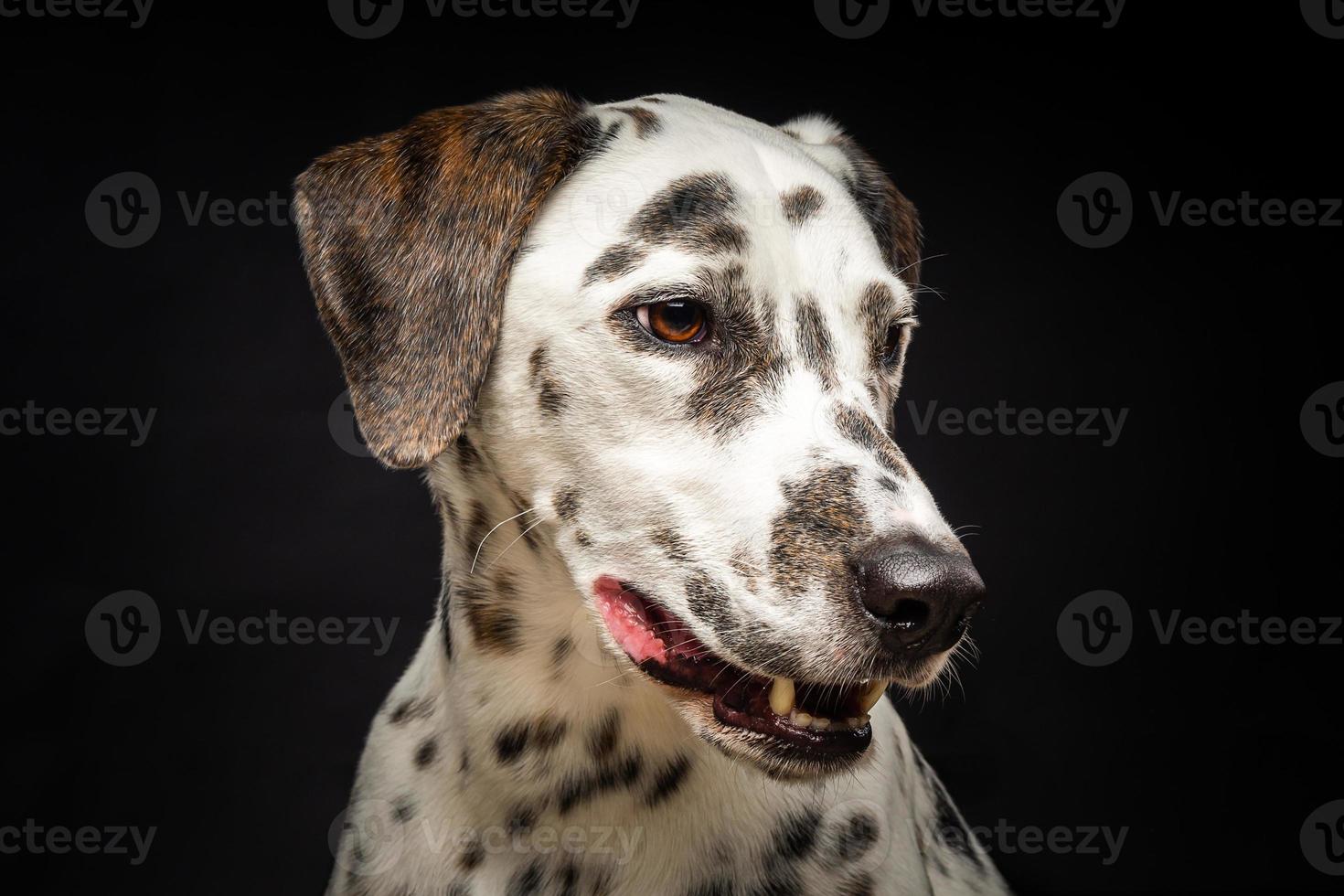 retrato de un perro dálmata, sobre un fondo negro aislado. foto