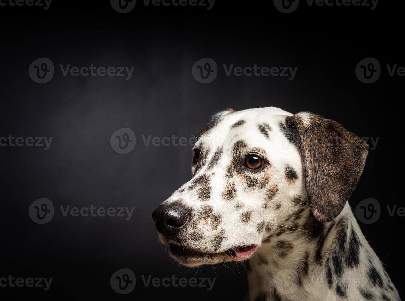 Portrait of a Dalmatian dog, on an isolated black background. photo