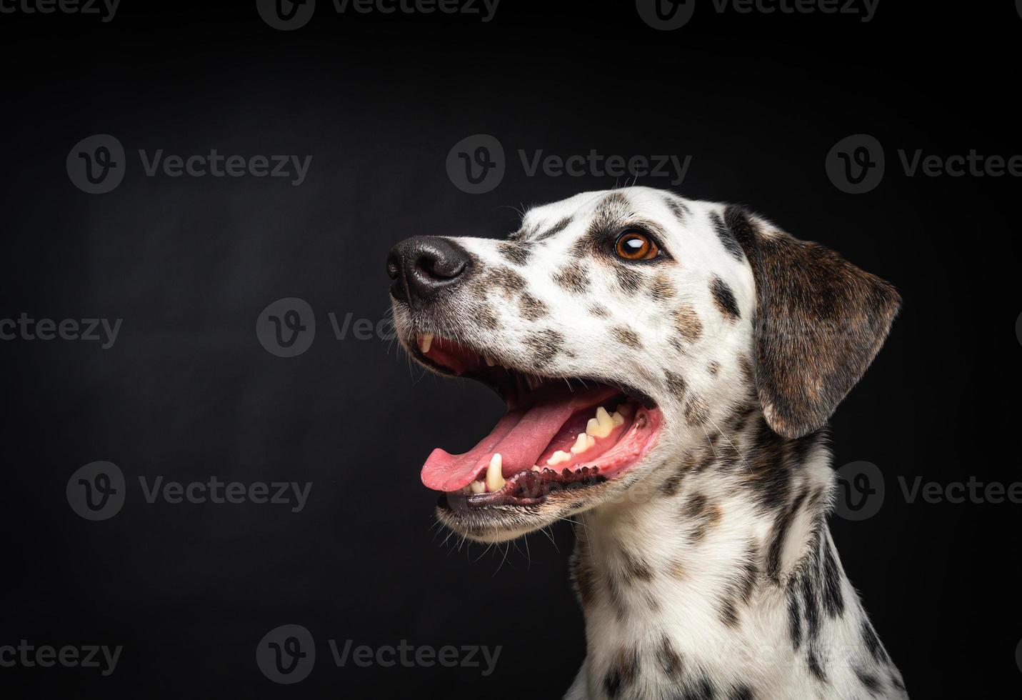 retrato de un perro dálmata, sobre un fondo negro aislado. foto