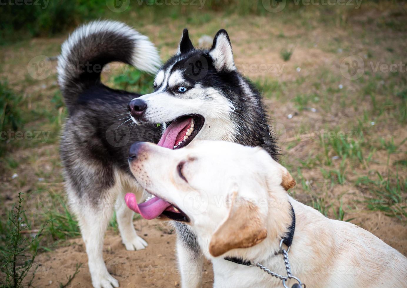 A friendly walk of a dark Husky and a white Labrador. photo