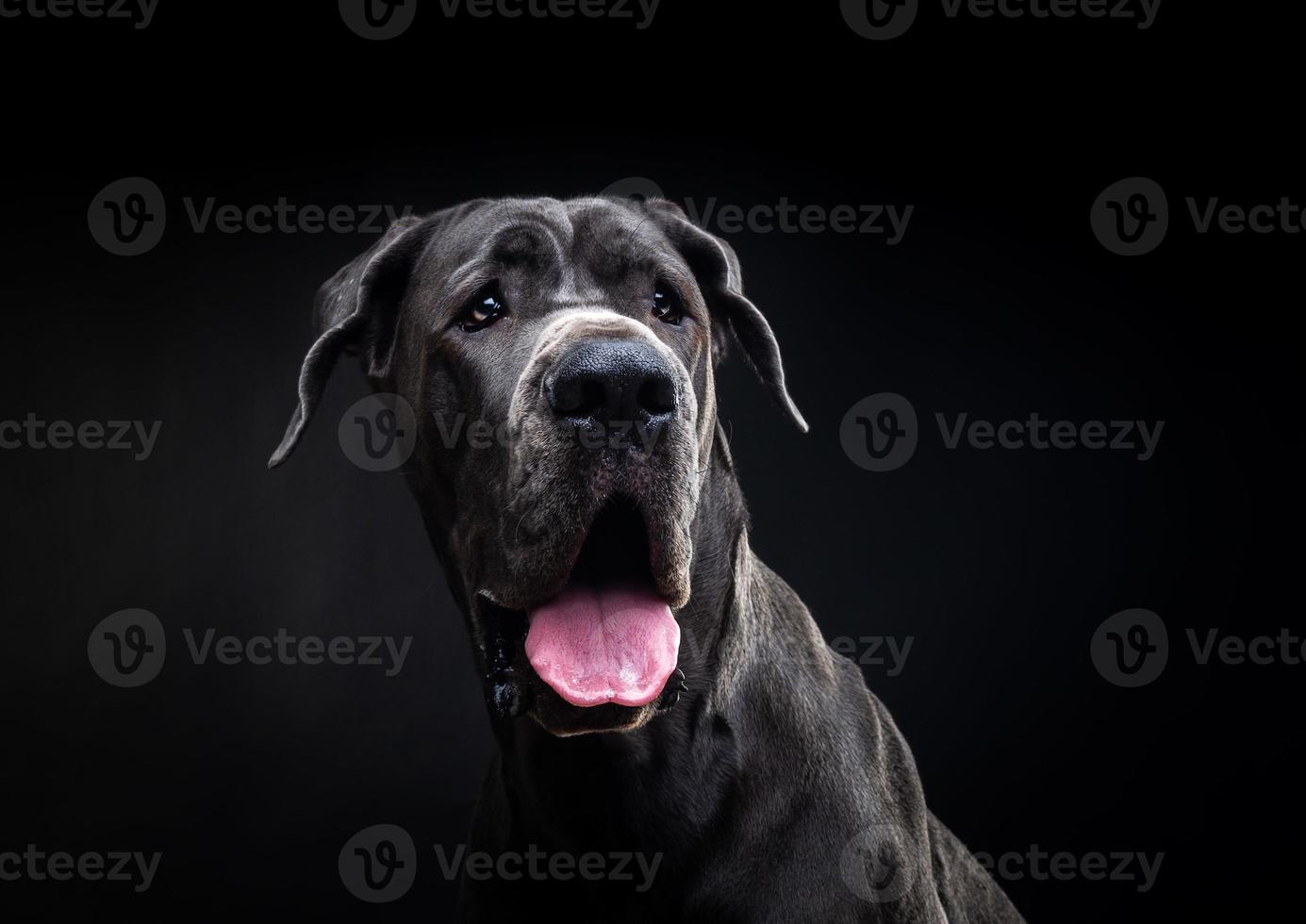 retrato de un gran perro danés, sobre un fondo negro aislado. foto