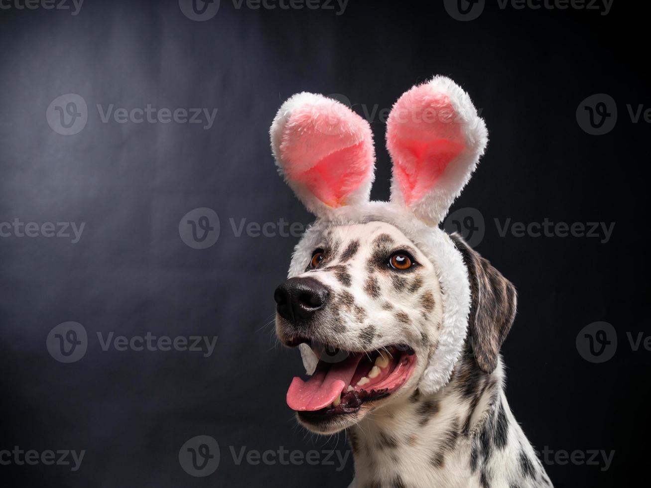 Portrait of a Dalmatian dog in a Santa Claus hat, highlighted on a black background. photo