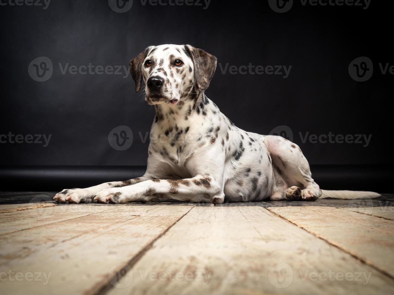 Portrait of a Dalmatian dog, on a wooden floor and a black background. photo