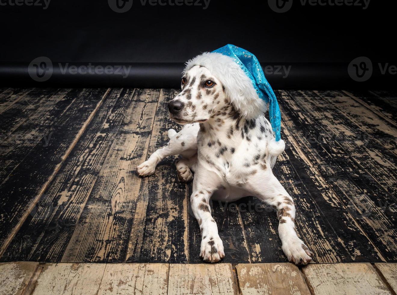 Portrait of a Dalmatian dog in a Santa Claus hat, highlighted on a black background. photo