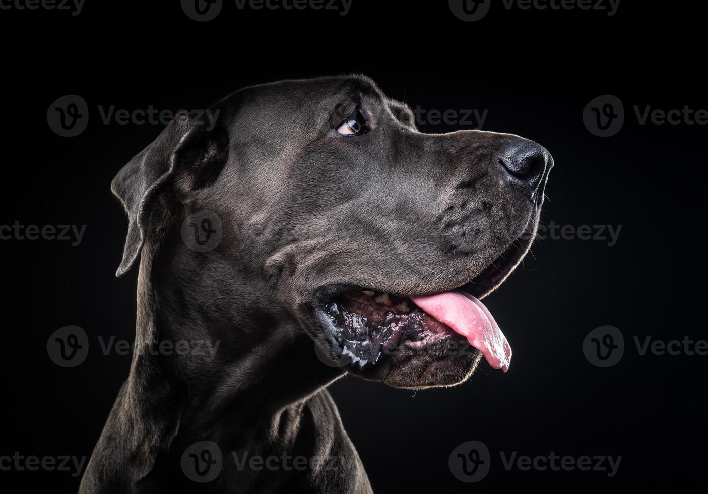 retrato de un gran perro danés, sobre un fondo negro aislado. foto