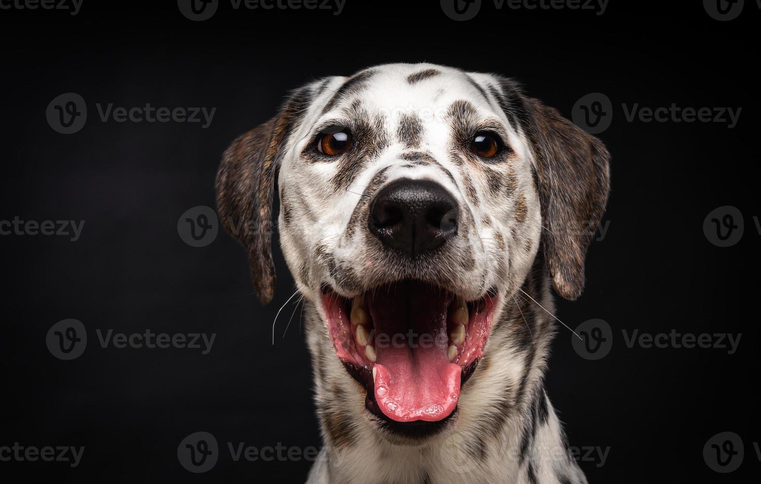 Portrait of a Dalmatian dog, on an isolated black background. photo