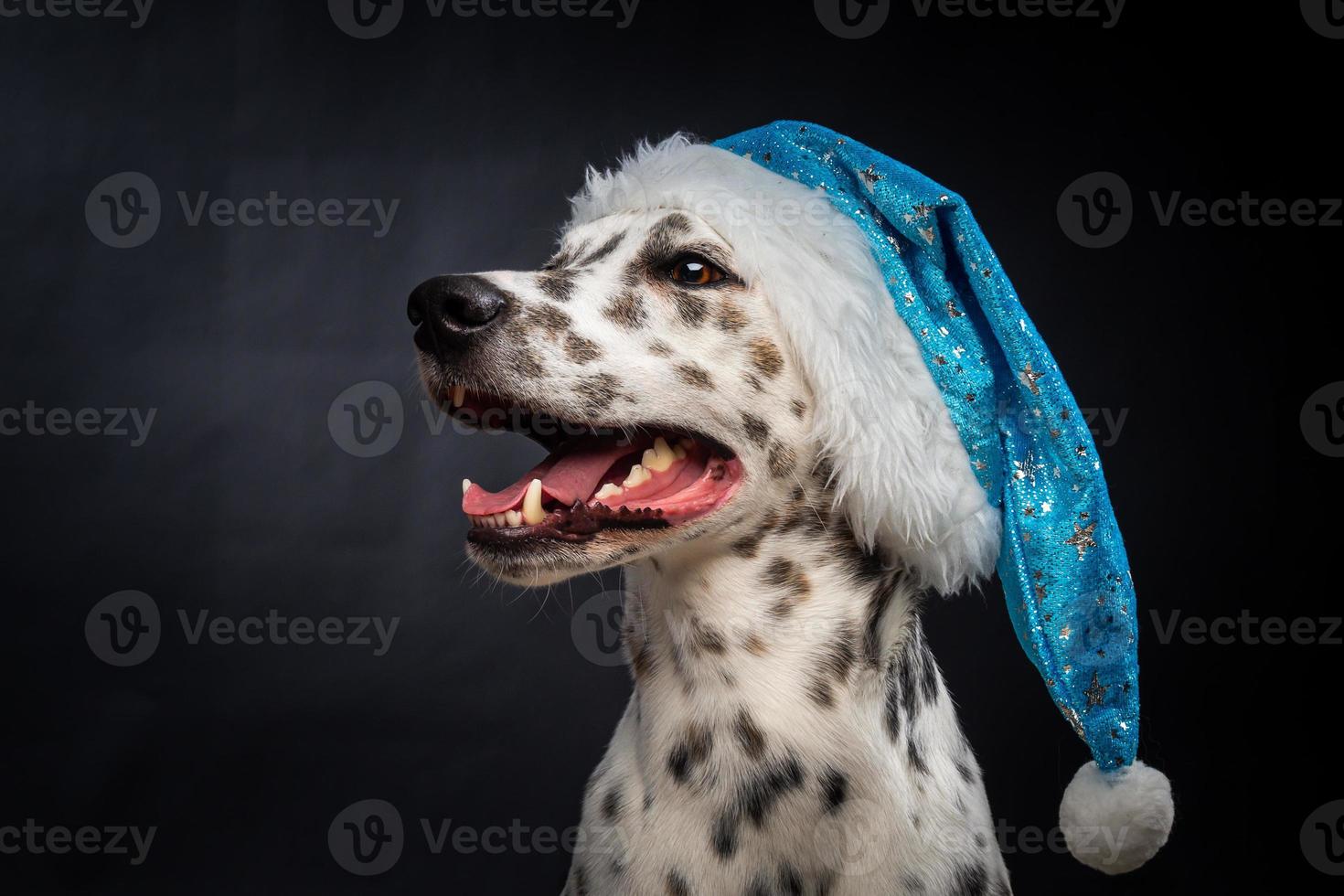 Portrait of a Dalmatian dog in a Santa Claus hat, highlighted on a black background. photo