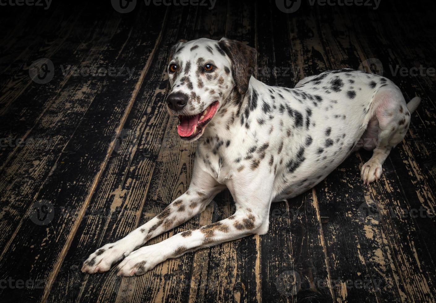 Portrait of a Dalmatian dog, on a wooden floor and a black background. photo