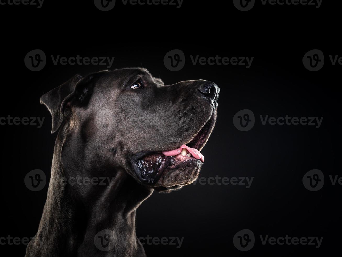 retrato de un gran perro danés, sobre un fondo negro aislado. foto