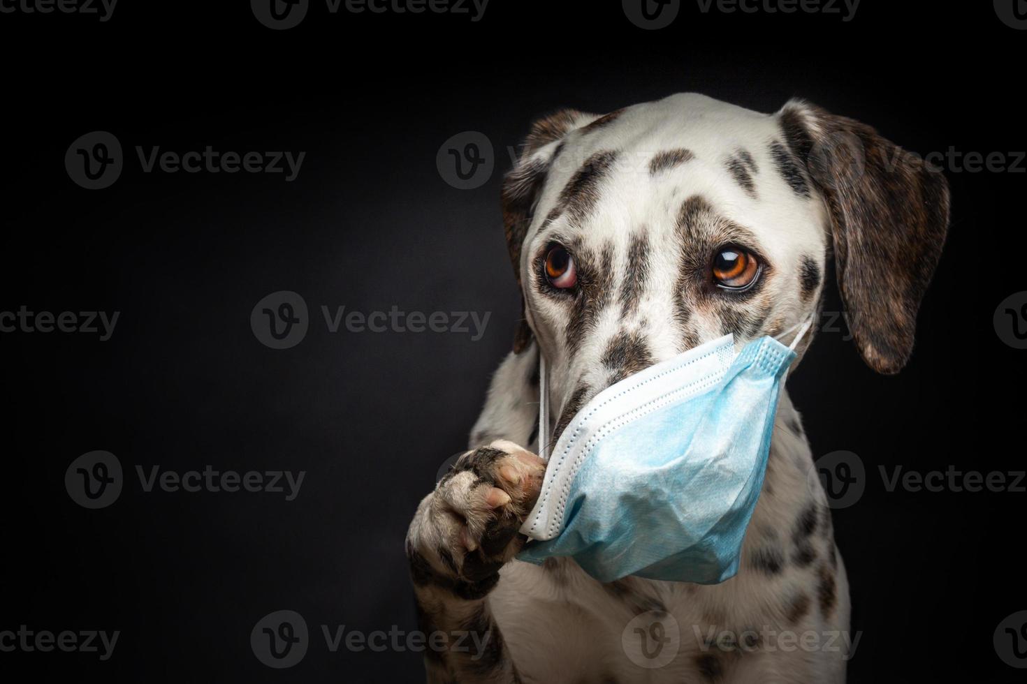 retrato de un perro de raza dálmata con una máscara médica protectora, sobre un fondo negro. foto