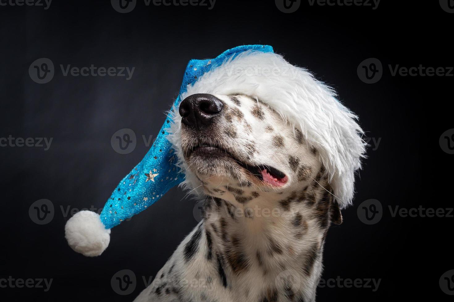 Portrait of a Dalmatian dog in a Santa Claus hat, highlighted on a black background. photo